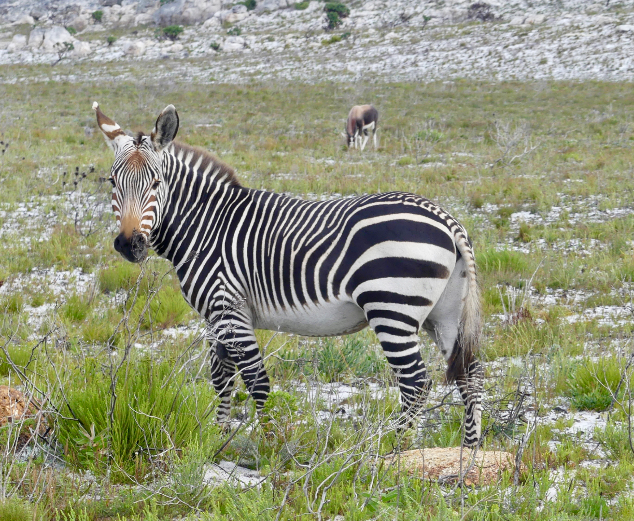 Cape Mountain Zebra